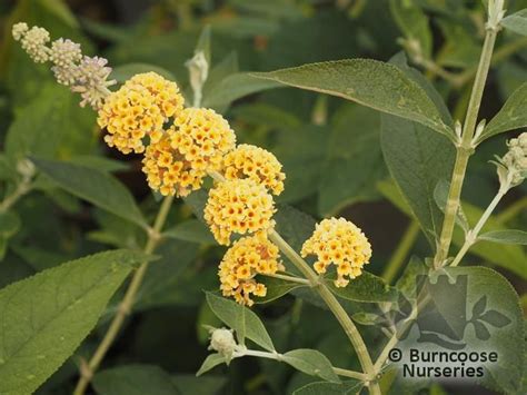 orange valls|Buddleja Globosa from Burncoose Nurseries